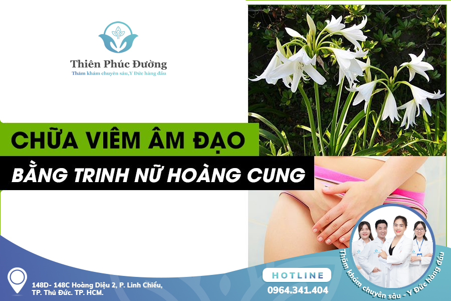 Điều trị viêm phụ khoa bằng thuốc Nam với cây trinh nữ hoàng cung